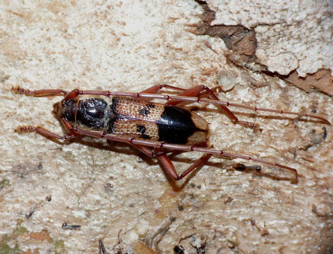 Phoracantha recurva